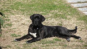 Cane Corso Pictures 763