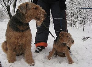 Airedale Terrier Pictures 764