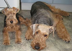Airedale Terrier Pictures 765