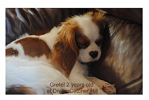 Cavalier King Charles Spaniel Pictures 766