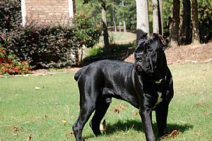 Cane Corso Pictures 770