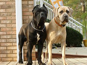 Cane Corso Pictures 772