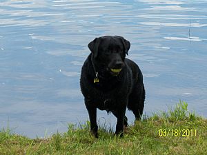 Labrador Retriever Pictures 774