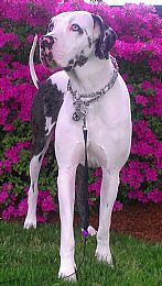 Great Dane Pictures 780