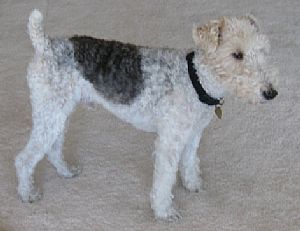Fox Terrier - Wire Pictures 784