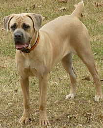 Cane Corso Pictures 786