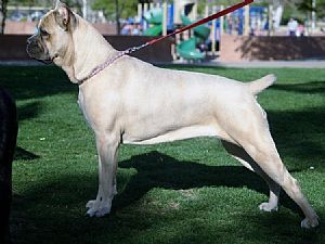 Cane Corso Pictures 796