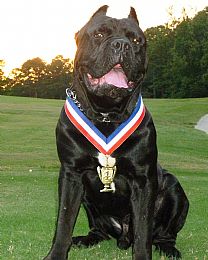 Cane Corso Pictures 800