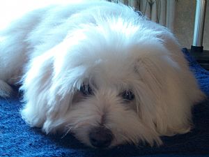 Coton de Tulear Pictures 806