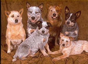 Australian Cattle Dog Pictures 815