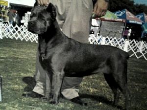 Cane Corso Pictures 817