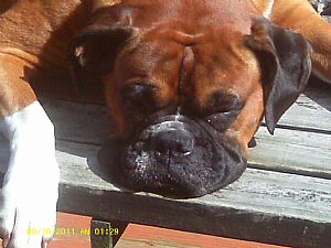 Boxer Pictures 820