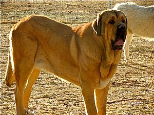 Spanish Mastiff Pictures 822