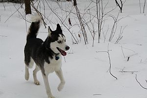 Siberian Husky Pictures 827