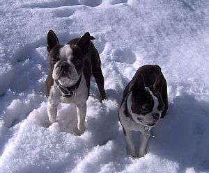 Boston Terrier Pictures 829