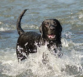 Labrador Retriever Pictures 832