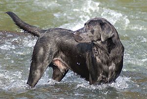 Labrador Retriever Pictures 834