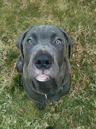 Cane Corso Pictures 835