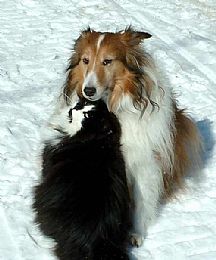 Shetland Sheepdog Pictures 836