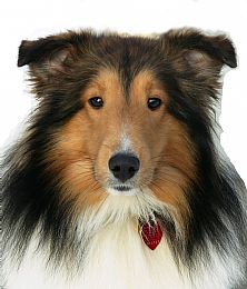 Shetland Sheepdog Pictures 837