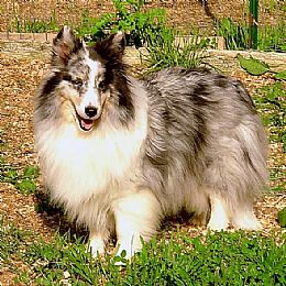 Shetland Sheepdog Pictures 838