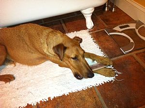 Irish Terrier Pictures 843