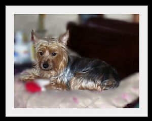 Silky Terrier Pictures 850