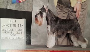 Miniature Schnauzer Pictures 877