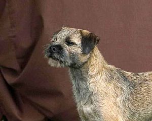 Border Terrier Pictures 879