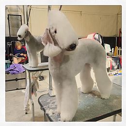 Bedlington Terrier Pictures 880