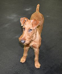 Irish Terrier Pictures 881