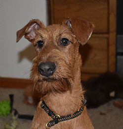 Irish Terrier Pictures 884