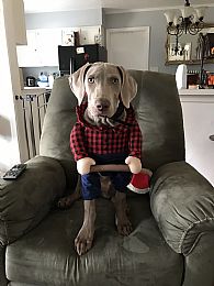 Weimaraner Pictures 885