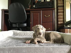 Weimaraner Pictures 886