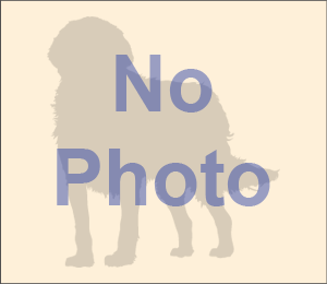 Canaan Dog Pictures nophotoforwhite