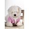 Coton de Tulear Pictures 0