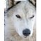 Siberian Husky Pictures 0