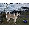 Siberian Husky Pictures 2