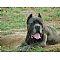 Cane Corso Pictures 0