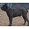 Cane Corso Pictures 1