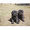 Cane Corso Pictures 4