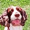 English Springer Spaniel Pictures 0