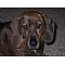 Plott Hound Pictures 1