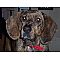 Plott Hound Pictures 2