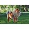 Chow Chow Pictures 3