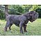 Neapolitan Mastiff Pictures 0