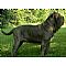 Neapolitan Mastiff Pictures 2