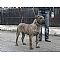 Presa Canario Pictures 0