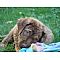 Chesapeake Bay Retriever Pictures 1