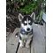 Siberian Husky Pictures 6